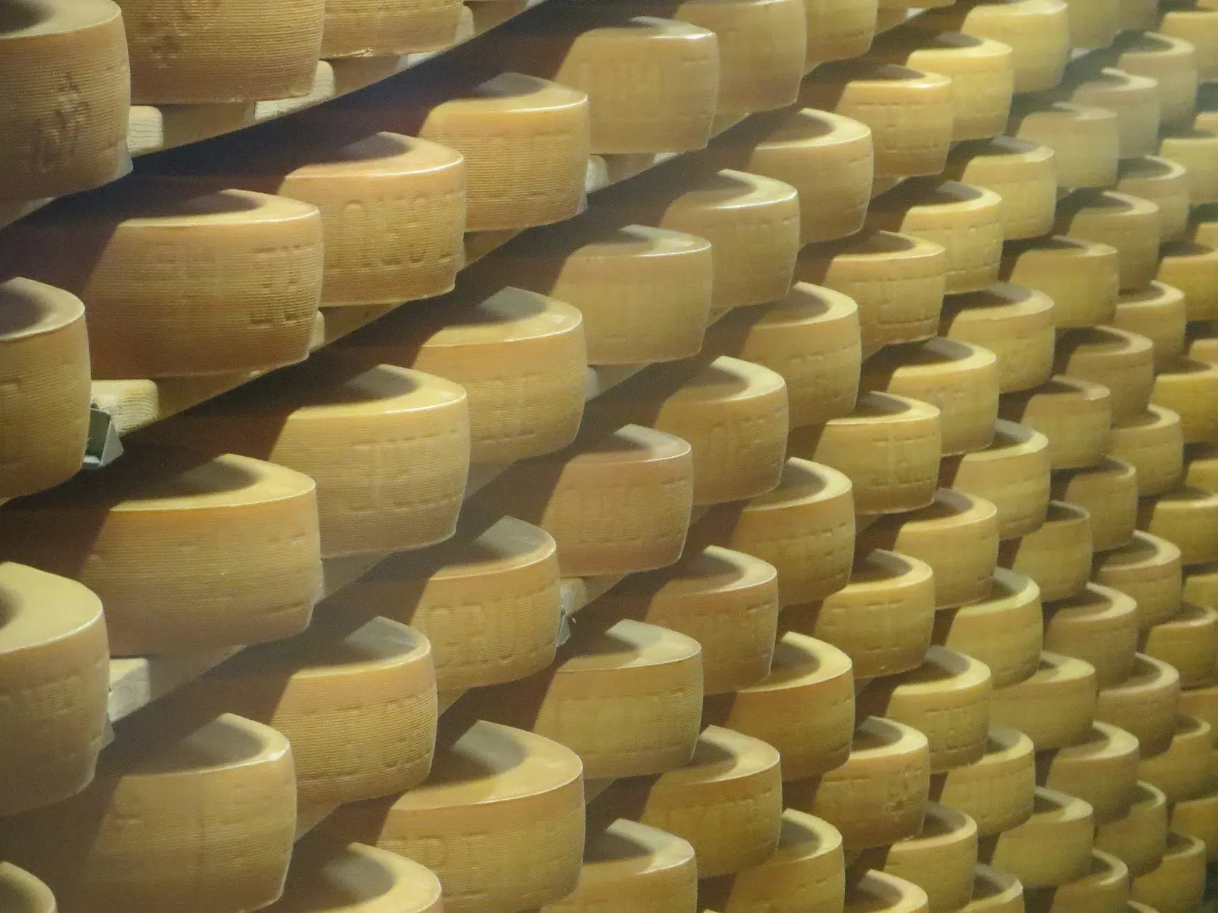 Rows of Gruyère cheese wheels ageing on wooden shelves