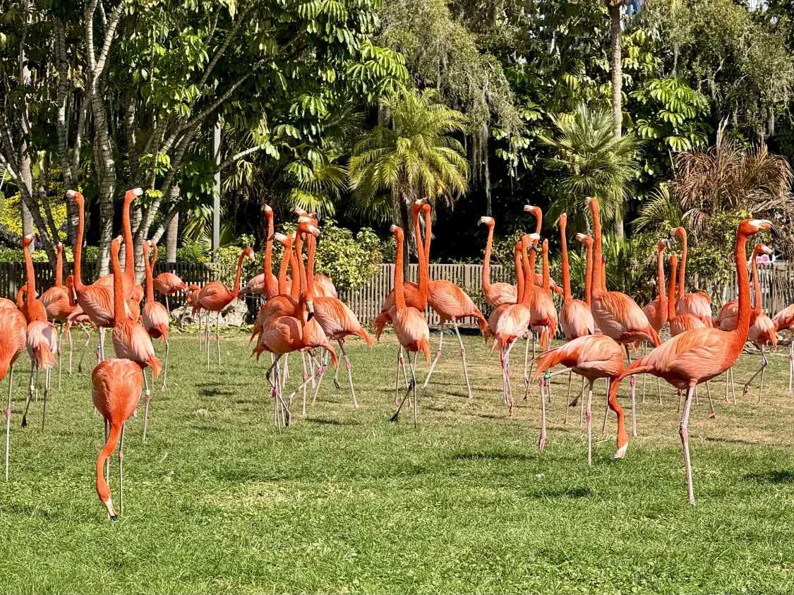 A flock of pink flamingos on a lawn surrounded by tropical trees at Busch Gardens Tampa Bay