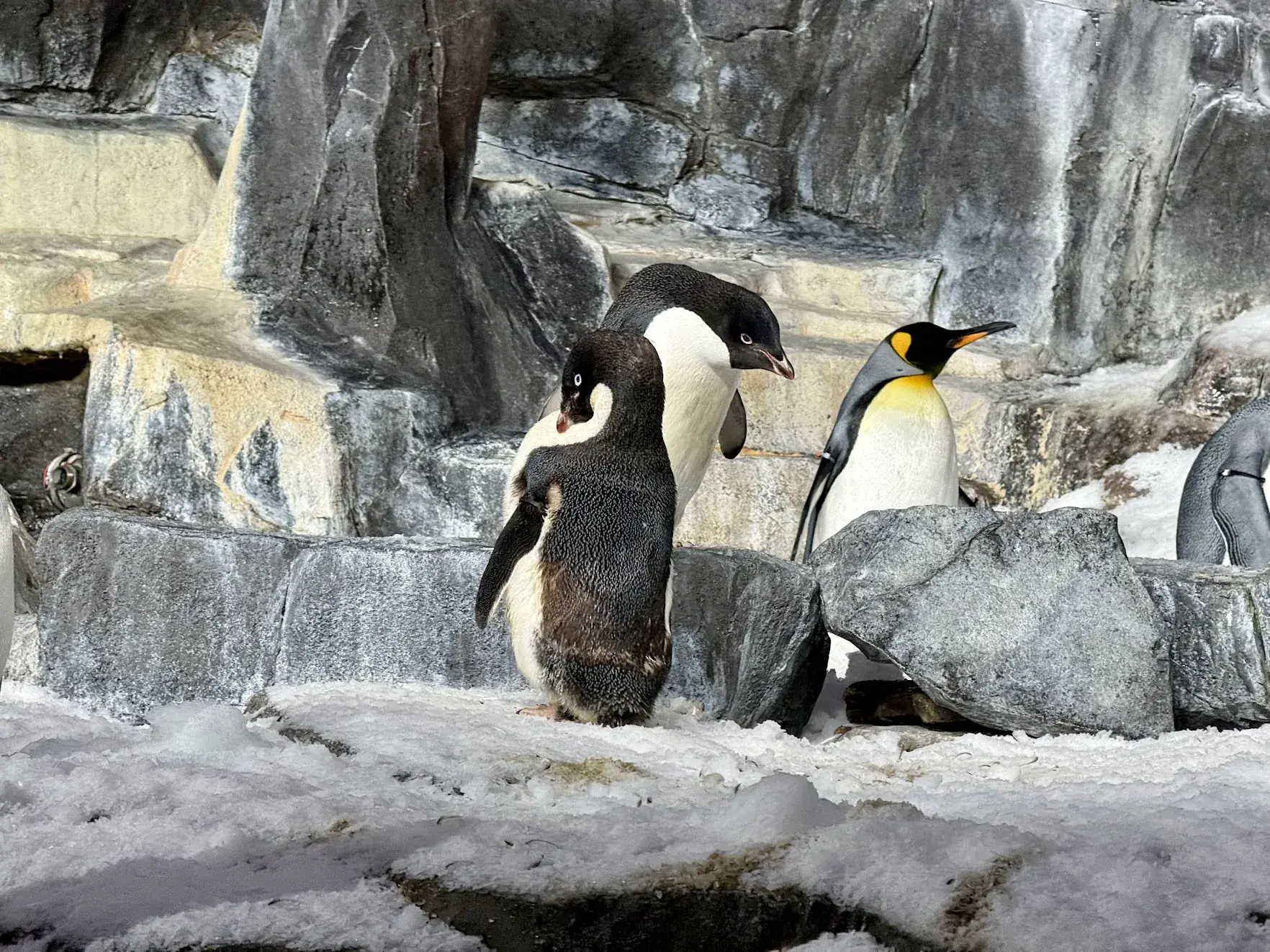 King and Adélie penguins on snowy rocks at SeaWorld Orlando