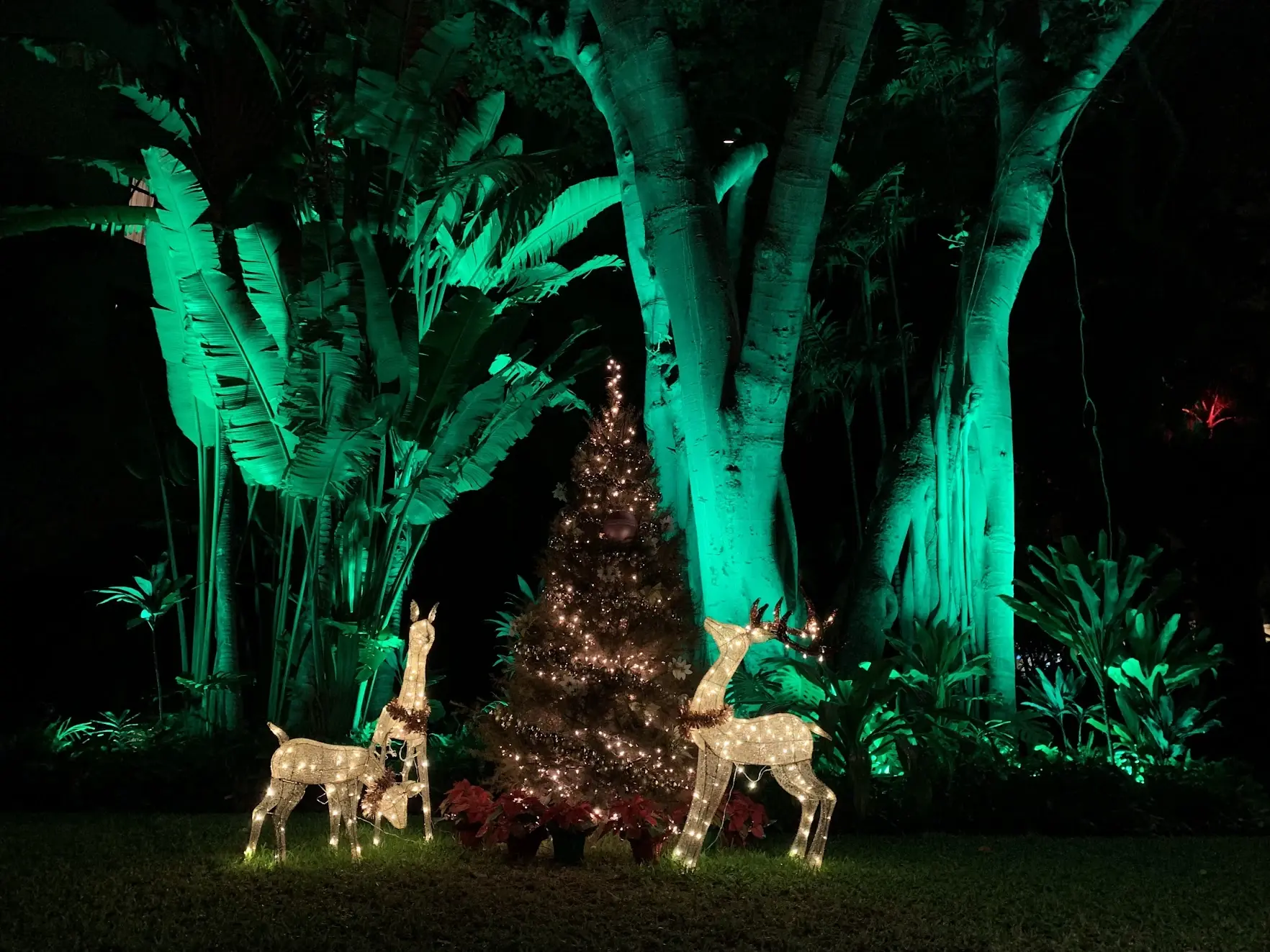 A lit Christmas tree and glowing reindeer under tropical trees lit in green at night